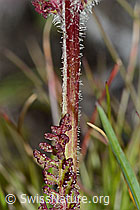 Knolliges Läusekraut (Pedicularis tuberosa) (C203718)