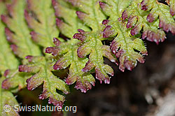 Knolliges Läusekraut (Pedicularis tuberosa) (C203721)