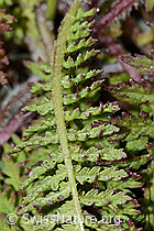 Knolliges Läusekraut (Pedicularis tuberosa) (C203723)