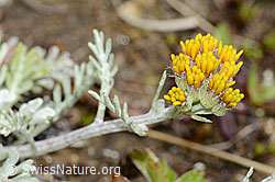 Graues Greiskraut (Senecio incanus) (08.08.2021, C203724)