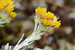 Graues Greiskraut (Senecio incanus) (08.08.2021, C203725)