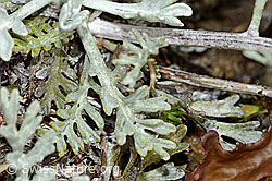 Graues Greiskraut (Senecio incanus) (C203726) Graues Greiskraut (Senecio incanus) (C203726)
