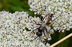 C203731: Anoplius infuscatus (Wegwespe) auf Zwerg-Mutterwurz (Ligusticum mutellinoides)