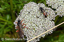 Foto: Hoplocryptus bellosus (Schlupfwespe) und Anoplius infuscatus (Wegwespe) auf Zwerg-Mutterwurz (Ligusticum mutellinoides)
