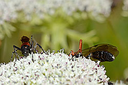 Foto: Anoplius infuscatus (Wegwespe) und Hoplocryptus bellosus (Schlupfwespe) auf Zwerg-Mutterwurz (Ligusticum mutellinoides)