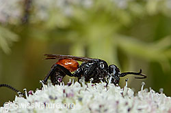 Foto: Anoplius infuscatus (Wegwespe) auf Zwerg-Mutterwurz (Ligusticum mutellinoides)