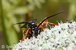 Hoplocryptus bellosus (Schlupfwespe) auf Zwerg-Mutterwurz (Ligusticum mutellinoides) (C203738) Hoplocryptus bellosus (Schlupfwespe) auf Zwerg-Mutterwurz (Ligusticum mutellinoides) (C203738)