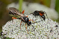 Foto: Hoplocryptus bellosus (Schlupfwespe) und Anoplius infuscatus (Wegwespe) auf Zwerg-Mutterwurz (Ligusticum mutellinoides)