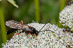 Hoplocryptus bellosus (Schlupfwespe) auf Zwerg-Mutterwurz (Ligusticum mutellinoides) (C203742) Hoplocryptus bellosus (Schlupfwespe) auf Zwerg-Mutterwurz (Ligusticum mutellinoides) (C203742)