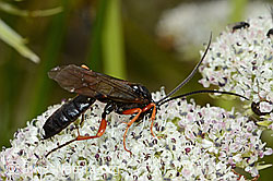 Hoplocryptus bellosus (Schlupfwespe) auf Zwerg-Mutterwurz (Ligusticum mutellinoides) (C203744) Hoplocryptus bellosus (Schlupfwespe) auf Zwerg-Mutterwurz (Ligusticum mutellinoides) (C203744)