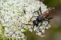 Foto: Anoplius infuscatus (Wegwespe) auf Zwerg-Mutterwurz (Ligusticum mutellinoides)