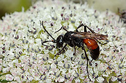 Foto: Anoplius infuscatus (Wegwespe) auf Zwerg-Mutterwurz (Ligusticum mutellinoides)