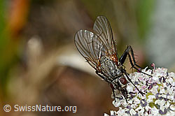 Helina depuncta (Echte Fliege) auf Zwerg-Mutterwurz (Ligusticum mutellinoides) (08.08.2021, C203825)