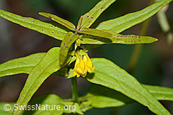 Wald-Wachtelweizen (Melampyrum sylvaticum) (C203872) Wald-Wachtelweizen (Melampyrum sylvaticum) (C203872)