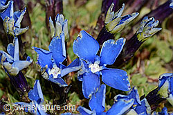 Schleichers Enzian (Gentiana schleicheri) (C204909) Schleichers Enzian (Gentiana schleicheri) (C204909)