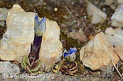 Schleichers Enzian (Gentiana schleicheri) (C204910) Schleichers Enzian (Gentiana schleicheri) (C204910)