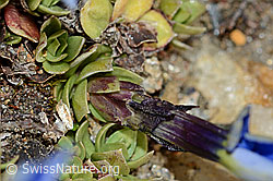 Schleichers Enzian (Gentiana schleicheri) (C204911) Schleichers Enzian (Gentiana schleicheri) (C204911)