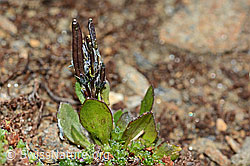 Bläuliche Gänsekresse (Arabis caerulea) (C204949) Bläuliche Gänsekresse (Arabis caerulea) (C204949)