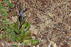 Bläuliche Gänsekresse (Arabis caerulea) (C204955) Bläuliche Gänsekresse (Arabis caerulea) (C204955)