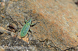 Gebirgs-Blattrüssler (Phyllobius arborator) (C204996) Gebirgs-Blattrüssler (Phyllobius arborator) (C204996)