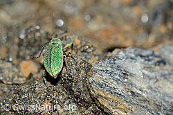 Gebirgs-Blattrüssler (Phyllobius arborator) (C205001) Gebirgs-Blattrüssler (Phyllobius arborator) (C205001)