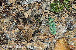 Gebirgs-Blattrüssler (Phyllobius arborator) (C205005) Gebirgs-Blattrüssler (Phyllobius arborator) (C205005)
