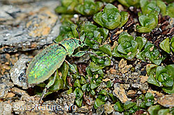 Gebirgs-Blattrüssler (Phyllobius arborator) (C205009) Gebirgs-Blattrüssler (Phyllobius arborator) (C205009)