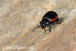 Rotsaum-Blattkäfer (Chrysolina sanguinolenta) (C205046) Rotsaum-Blattkäfer (Chrysolina sanguinolenta) (C205046)