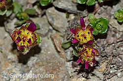 Zweiblütiger Steinbrech (Saxifraga biflora) (C205100) Zweiblütiger Steinbrech (Saxifraga biflora) (C205100)