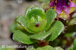 Zweiblütiger Steinbrech (Saxifraga biflora) (C205102) Zweiblütiger Steinbrech (Saxifraga biflora) (C205102)