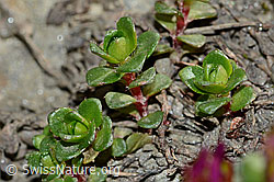Zweiblütiger Steinbrech (Saxifraga biflora) (C205104) Zweiblütiger Steinbrech (Saxifraga biflora) (C205104)
