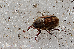 Gerippter Brachkäfer (Amphimallon solstitiale) (08.2021, C205191)