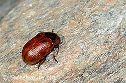 Gonioctena nivosus (Blattkäfer) (08.2021, C205207)