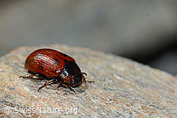 Gonioctena nivosus (Blattkäfer) (08.2021, C205209)