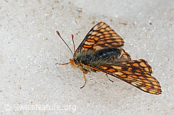 Foto: Veilchen-Scheckenfalter (Euphydryas cynthia) auf Schnee am Gletscherrand