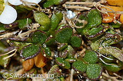 Kurzstängelige Gämskresse (Pritzelago alpina ssp. brevicaulis) (C205323)