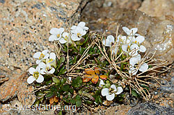 Kurzstängelige Gämskresse (Pritzelago alpina ssp. brevicaulis) (C205324)