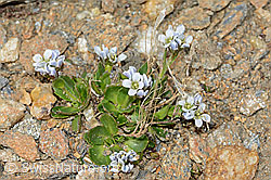 Bläuliche Gänsekresse (Arabis caerulea) (C205333) Bläuliche Gänsekresse (Arabis caerulea) (C205333)