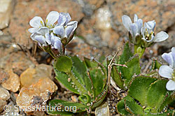 Bläuliche Gänsekresse (Arabis caerulea) (C205334) Bläuliche Gänsekresse (Arabis caerulea) (C205334)