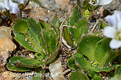 Bläuliche Gänsekresse (Arabis caerulea) (C205335) Bläuliche Gänsekresse (Arabis caerulea) (C205335)