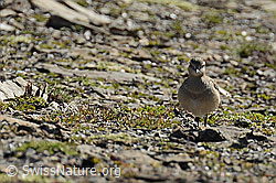 Mornellregenpfeifer (Eudromias morinellus) (09.2021, C208805)