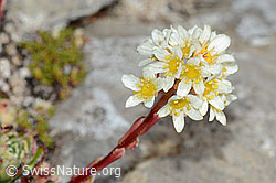 Trauben-Steinbrech (Saxifraga paniculata) (C208871) Trauben-Steinbrech (Saxifraga paniculata) (C208871)