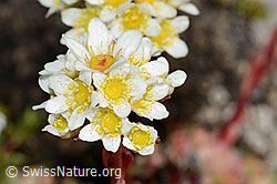 Trauben-Steinbrech (Saxifraga paniculata) (C208872) Trauben-Steinbrech (Saxifraga paniculata) (C208872)