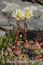 Trauben-Steinbrech (Saxifraga paniculata) (09.2021, C208873)