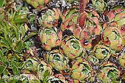 Trauben-Steinbrech (Saxifraga paniculata) (C208874) Trauben-Steinbrech (Saxifraga paniculata) (C208874)