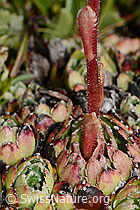 Trauben-Steinbrech (Saxifraga paniculata) (C208875) Trauben-Steinbrech (Saxifraga paniculata) (C208875)