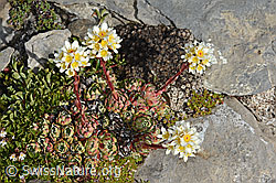 Trauben-Steinbrech (Saxifraga paniculata) (C208877) Trauben-Steinbrech (Saxifraga paniculata) (C208877)