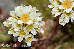 Trauben-Steinbrech (Saxifraga paniculata) (C208893) Trauben-Steinbrech (Saxifraga paniculata) (C208893)