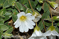 Breitblättriges Hornkraut (Cerastium latifolium) (09.2021, C208920)