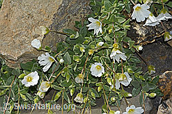 Breitblättriges Hornkraut (Cerastium latifolium) (09.2021, C208922)